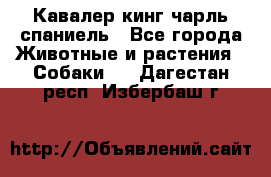 Кавалер кинг чарль спаниель - Все города Животные и растения » Собаки   . Дагестан респ.,Избербаш г.